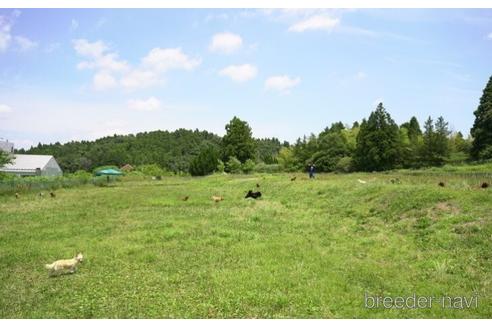 成約済の東京都のミックス犬-234803の3枚目